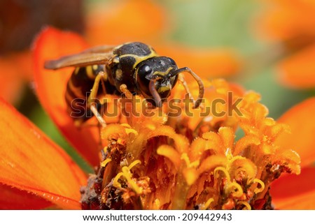 Yellow Jacket (Wasp) / Wasp is collecting pollen and nectar from flowers.
