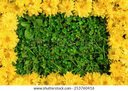 Spring frame / Flower frame on the grass, vibrant colors