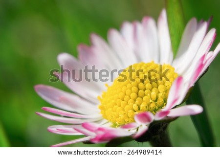 Fresh wildflowers spring or summer design. Floral nature daisy macro background in green