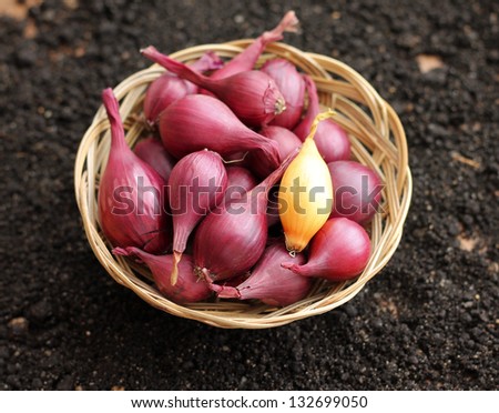 Small onions in wicker basket, close-up