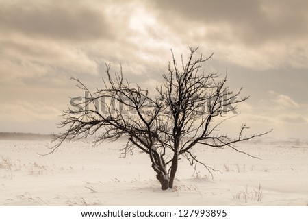 Single tree on rural farmers field in winter Ontario