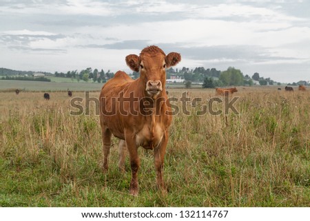 Young cow standing on green farm field in Northern Canada