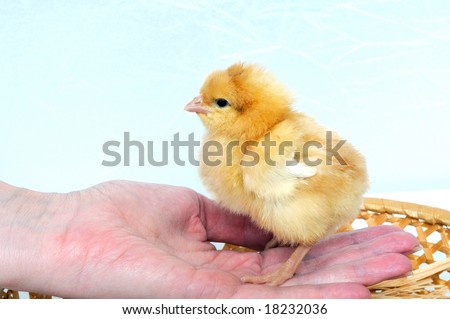 A small cute chicken on a hand