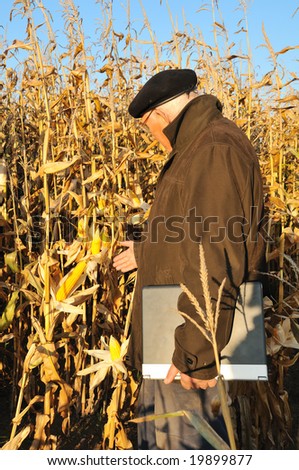 calm farmer in maize field