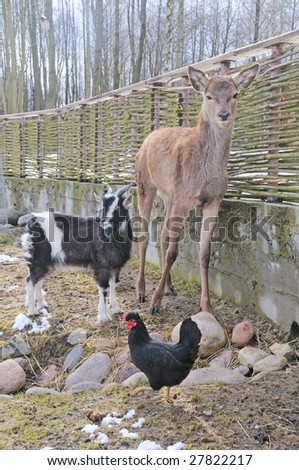 three animals on spring background