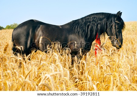 Pretty black horse in golden field with red ribbon in mane