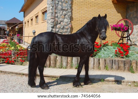 Frisian black horse against a background of stable