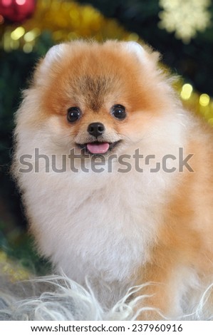 portrait of puppy pomeranian dog  in home
