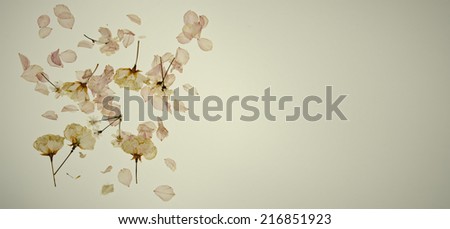 dried cherry blossom on brown old paper