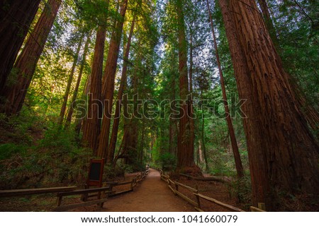 Muir Woods