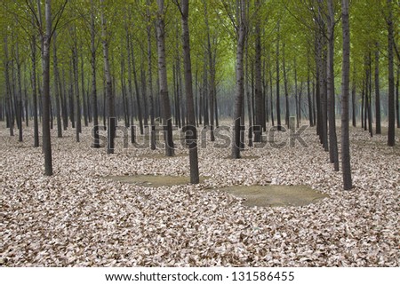 green trees in a forest Park in Luan County, Hebei Province, China
