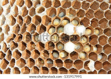 Wasp nest in the wild in north china