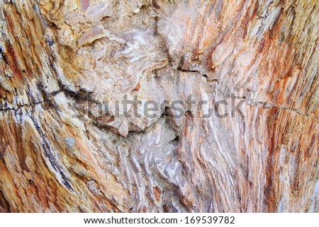 tree fossil natural grain, closeup of photo