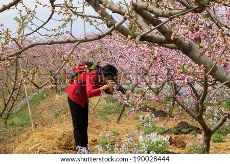 PINGGU COUNTY - APRIL 12: woman in red was filming a peach blossom, April 5, 2014, Pinggu county, beijing, China.