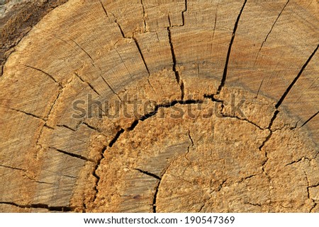 Woodiness growth ring, closeup of photo