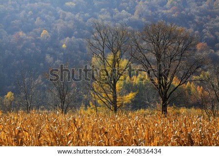 Withered trees and corn stover in the wild, closeup of photo