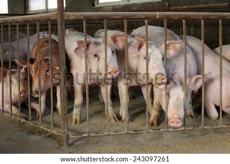 Lean hogs in a farm, closeup of photo