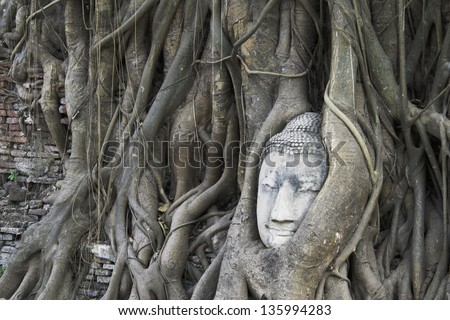 Buddha statue in the roots of tree  , Ayutthaya, Thailand