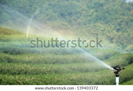 Water spray green tea plantation and Rainbow