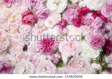 Pink  rose background.