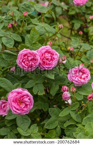 The famous Rosa Centifolia Foliacea (The Provence Rose or Cabbage Rose ) is a hybrid rose developed by Dutch rose breedersin the period between the 17th century and the 19 century ,possibly earlier.