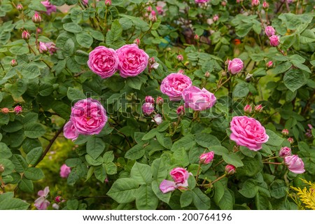 The famous Rosa Centifolia Foliacea (The Provence Rose or Cabbage Rose ) is a hybrid rose developed by Dutch rose breedersin the period between the 17th century and the 19 century ,possibly earlier.