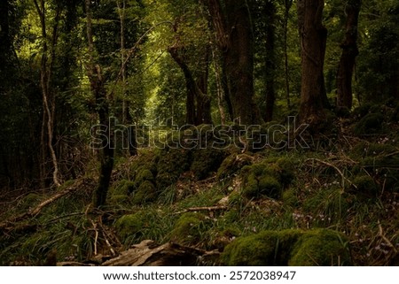 Foto Bild Mit Schnee und Eis bedeckter Buchenwald in einer nebligen Landschaft in den Bergen Nordspaniens