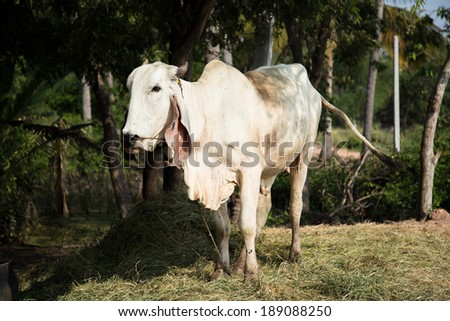 White cow standing under a tree in solitude.