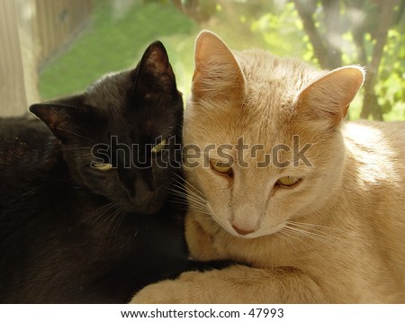 A black cat and a cream colored cat taking it easy