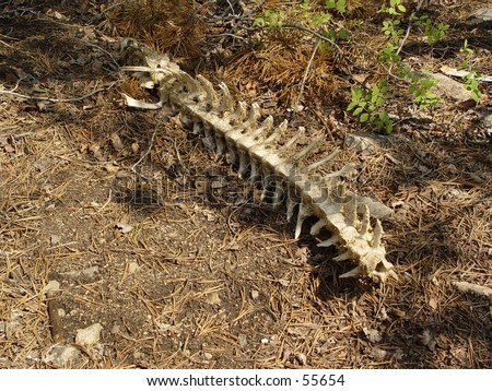 Spine of animal