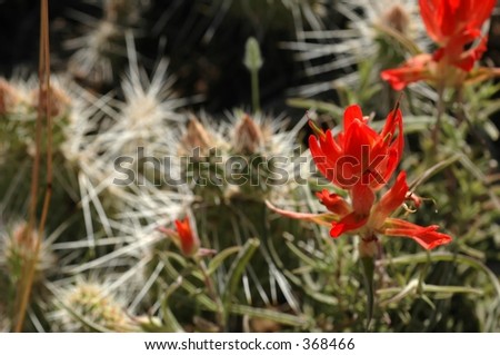 Desert Flower with Cactus