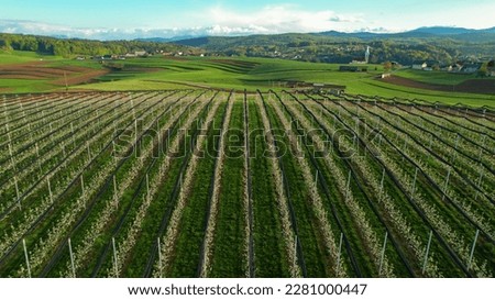 Similar – Image, Stock Photo Apple orchard with protective nets in summer