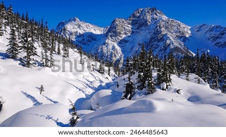 Similar – Foto Bild Verschneite Nadelbäume im Wald