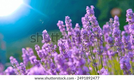 Similar – Image, Stock Photo Landscape with lavender in summer and blur background
