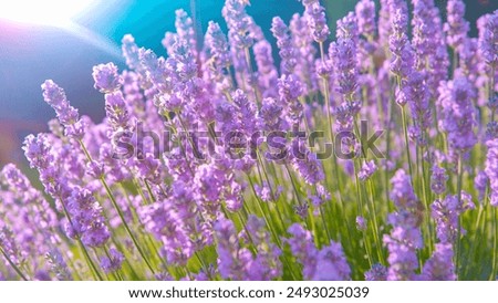 Similar – Image, Stock Photo Landscape with lavender in summer and blur background