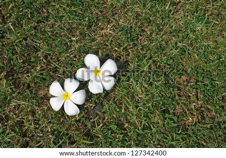 two plumeria flower laying on the grassy field. able to use as background
