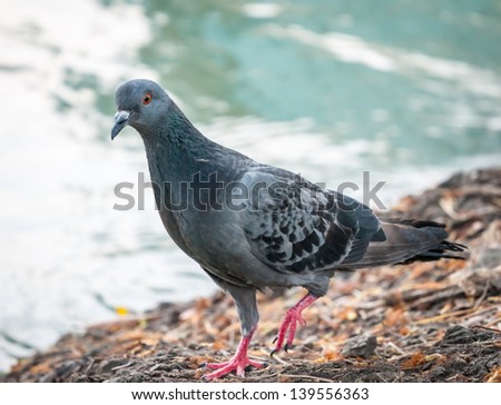 Pigeon walking alone at the lakeside begging for food