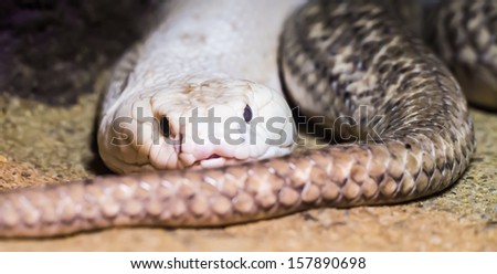 Snake looking at you in straight face