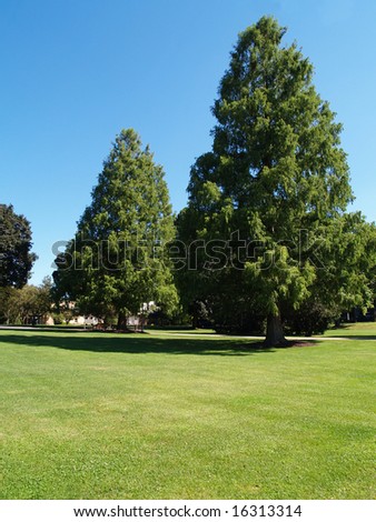 two large evergreen trees by a green lawn