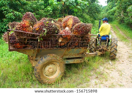 a worker with treller and palm oil