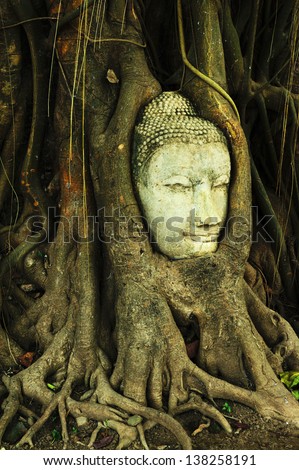buddha head in banyan tree roots