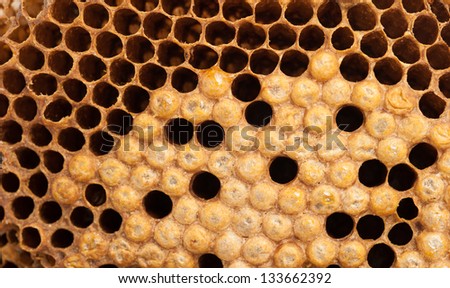 A picture of beehive ,Bees that are out of the nest.