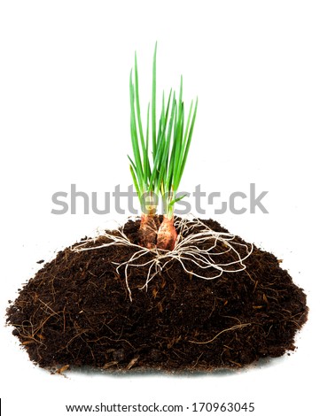 New sprout and dirt isolated on white (Onion)