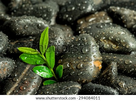 beautiful spa concept of green leaf on zen basalt stones with water drops on pebble