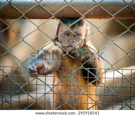 monkey in a cage with sad eyes