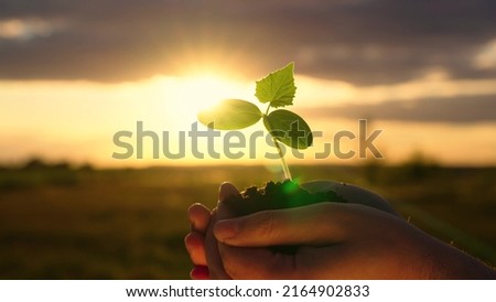 Similar – Image, Stock Photo Spring sprouts of a pine in the forest.