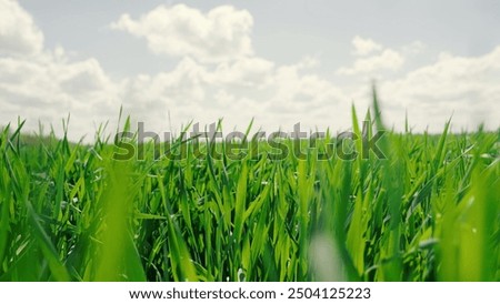 Similar – Image, Stock Photo the green of the plant disappears into black