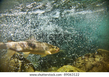 Big brown trout swimming in blue green   water in stream or lake