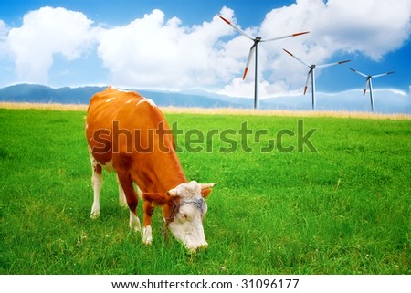 Beautiful Cow on Wind Farm