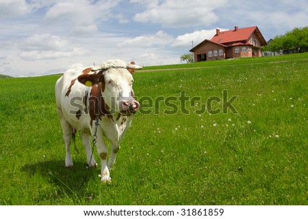 Funny portrait of a cow